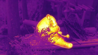 الباندا يأكل الخيزران #ThermaImage #InfraredPanda #Episode1
